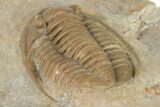 Beautiful, Proetid (Diademaproetus) Trilobite - Morocco #204461-4